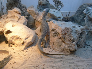 Varano de puntos amarillos.jpg