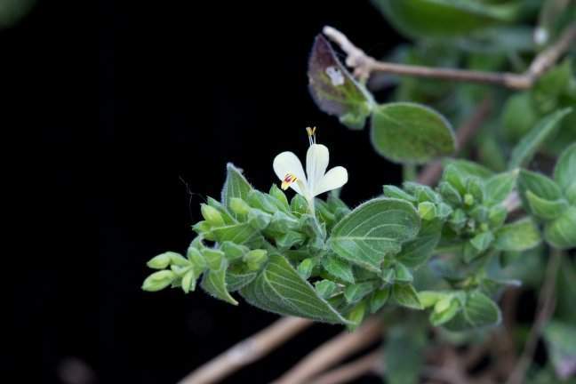 Archivo:Henrya insularis flor.jpg