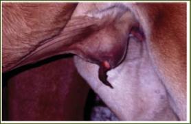 Archivo:Onfaloflebitis 2.jpeg