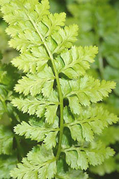 Asplenium billoti 04.JPG