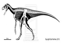 Herrerasauridae.jpg