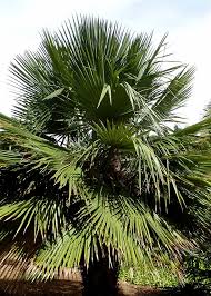 Archivo:Trithrinax brasiliensis.jpeg