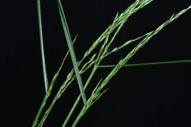 Archivo:Poa nemoralis 1.jpg