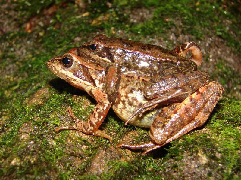 Archivo:Rana amplexus.jpg