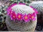 Cactus Mammilaria.jpeg