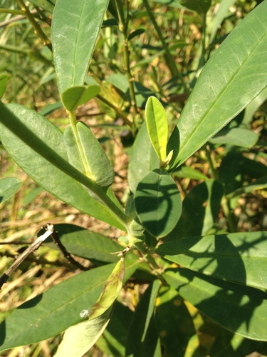 Archivo:Crotalaria vespertilio 3.jpeg