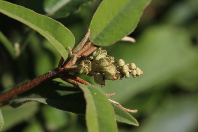Archivo:Croton salviformis 2.jpg