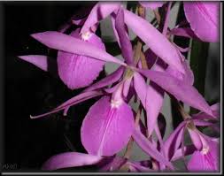 Encyclia adenocaula.jpeg