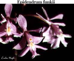Epidendrum F.jpg
