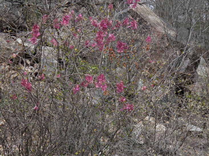 Archivo:Ipomoea bracteata.jpeg