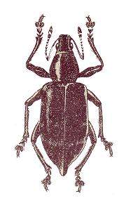 Lachnopus magdae.jpg