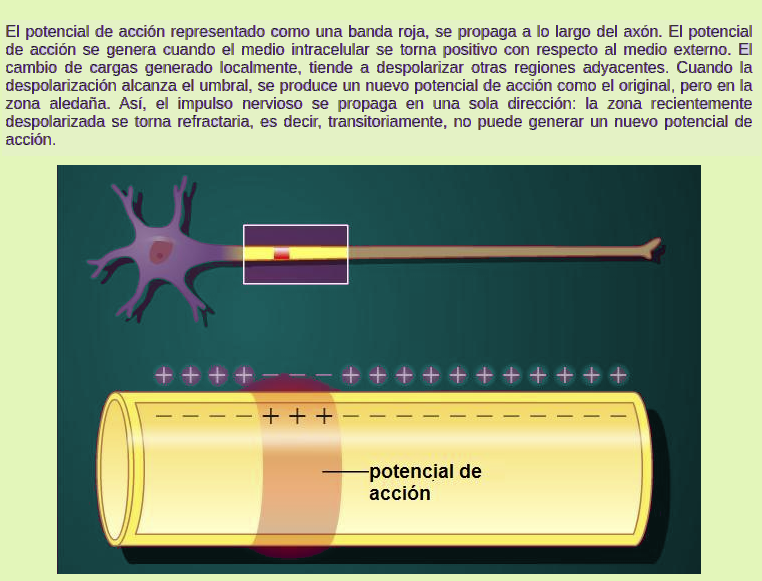 Archivo:Potencial de acción.png