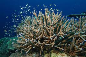 Archivo:Order Scleractinia.jpg