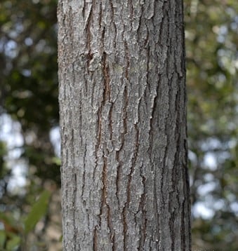 Archivo:Acacia disparrima 4.jpg