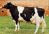 Holstein Holandés o Americano.png
