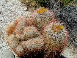 Ferocactus acanthodes.jpeg
