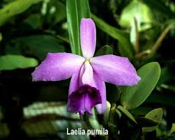 Laelia pumila.jpeg