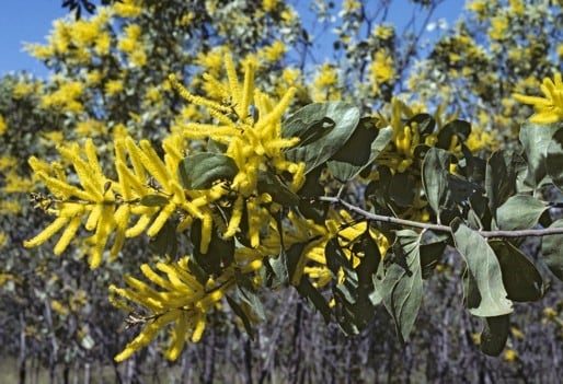 Archivo:Acacia dimidiata.jpg