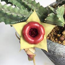 Huernia insigniflora.jpg
