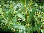 Salix triandra.jpg