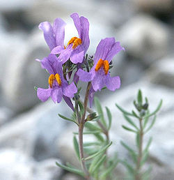 250px-Linaria.alpina.web.jpg