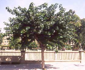 Moreraimg.jpg