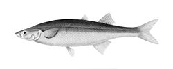 250px-Basilichthys microlepidotus.jpg