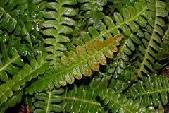 Blechnum penna-marina Poir.jpg