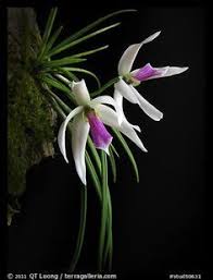 Leptotes bicolor.jpeg