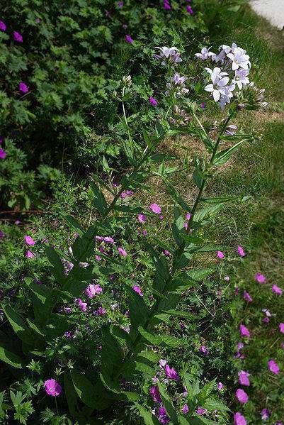 Archivo:Campanula lactiflora.jpg