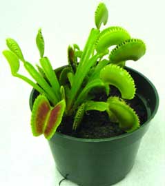 Dionaea-muscipula.jpg