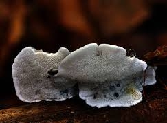 Tyromyces subcaesius.jpg