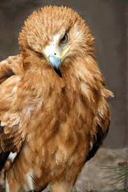 Aguila roja.jpg