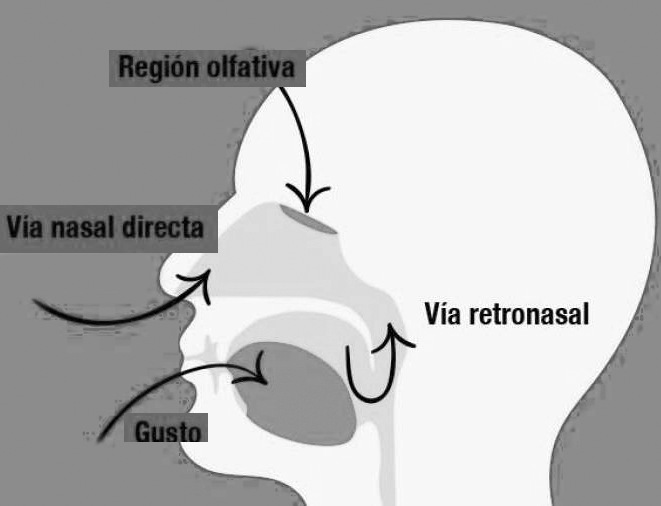 Archivo:2-Via nasal.png