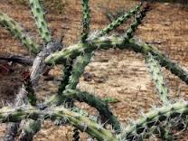 Cereus albicaulis.JPG