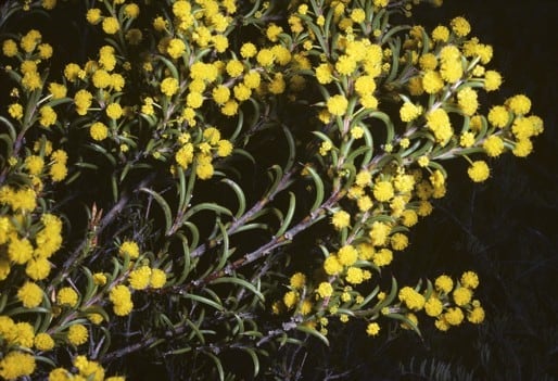 Archivo:Acacia curvata.jpg