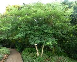 Acacia polyacantha.jpg