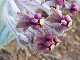 Asclepias californica.jpg