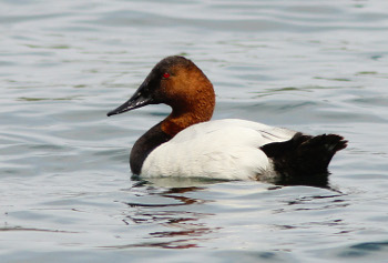 Archivo:Pato lomiblanco.jpeg