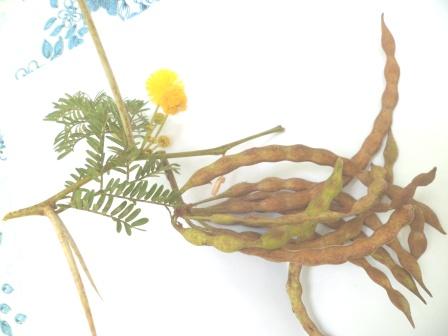 Archivo:Acacia eburnea 1.jpg