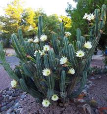 Cereus hildmannianus.jpeg