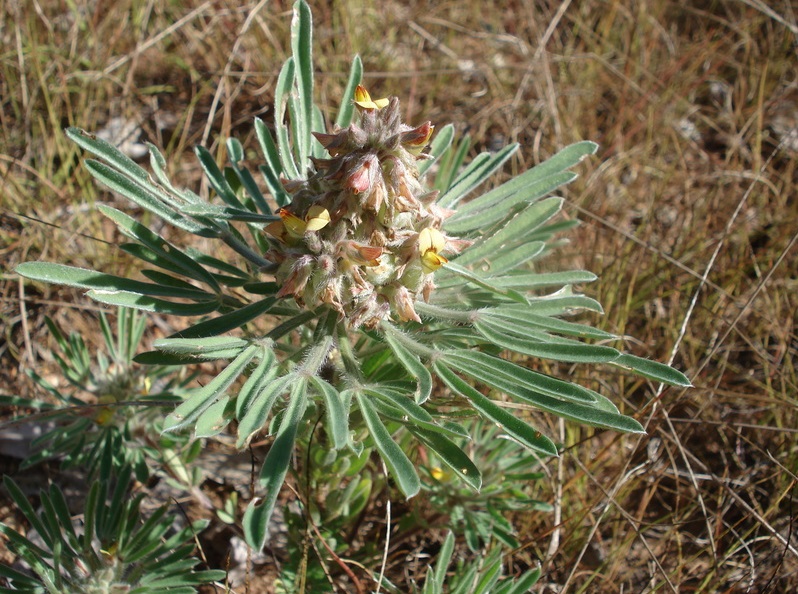 Archivo:Crotalaria cephalotes 1.jpg