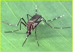 Aedes mediovittatus.jpg