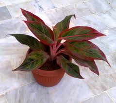 Archivo:A creta.jpeg