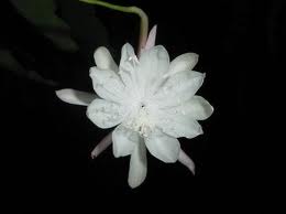 Epiphyllum caudatum1.jpeg