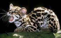 Leopardus Wiedii.JPG
