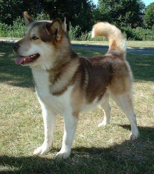 Archivo:Greenland dog.jpg