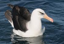 Albatros de campbell.jpg