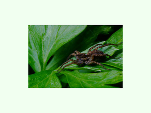 Pardosa monticola.jpg