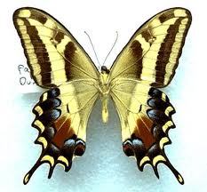 Papilio andraemon (Hubner).jpeg